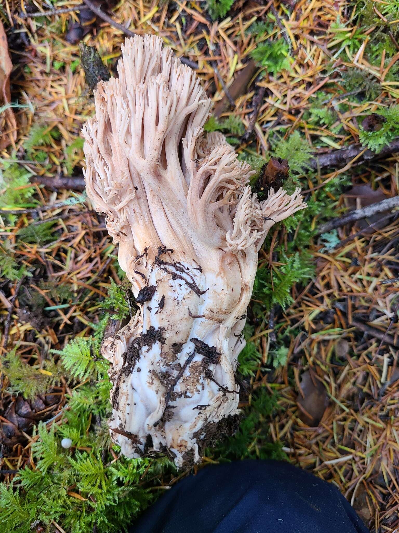 Image de Ramaria acrisiccescens Marr & D. E. Stuntz 1974