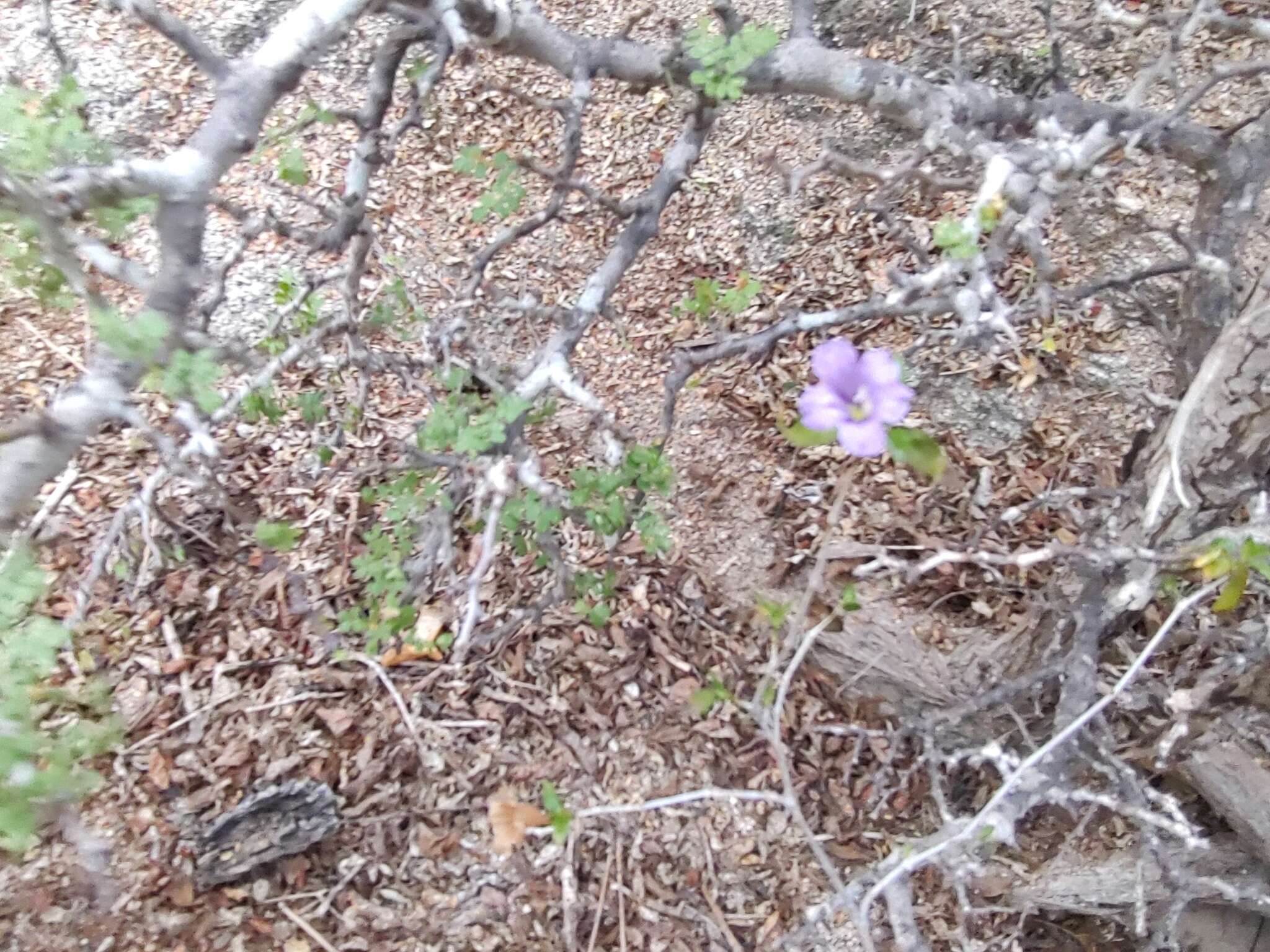 Plancia ëd Ruellia californica subsp. peninsularis (Rose) T. F. Daniel