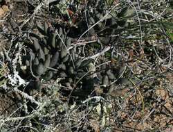 Image of Brittle Adromischus