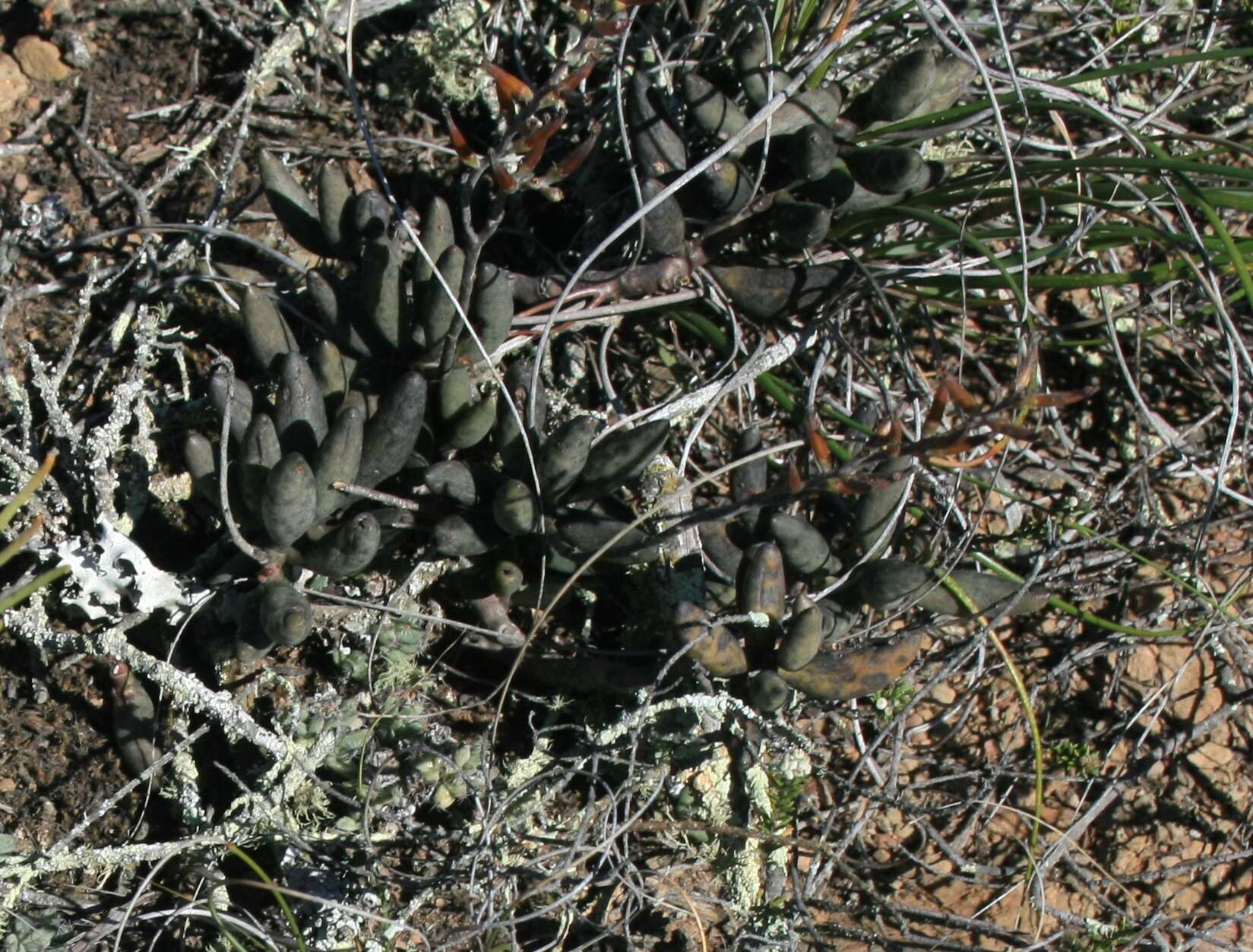 Image of Brittle Adromischus