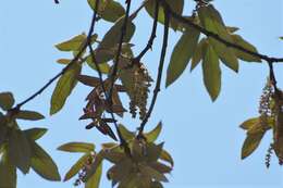 Слика од Quercus dysophylla Benth.