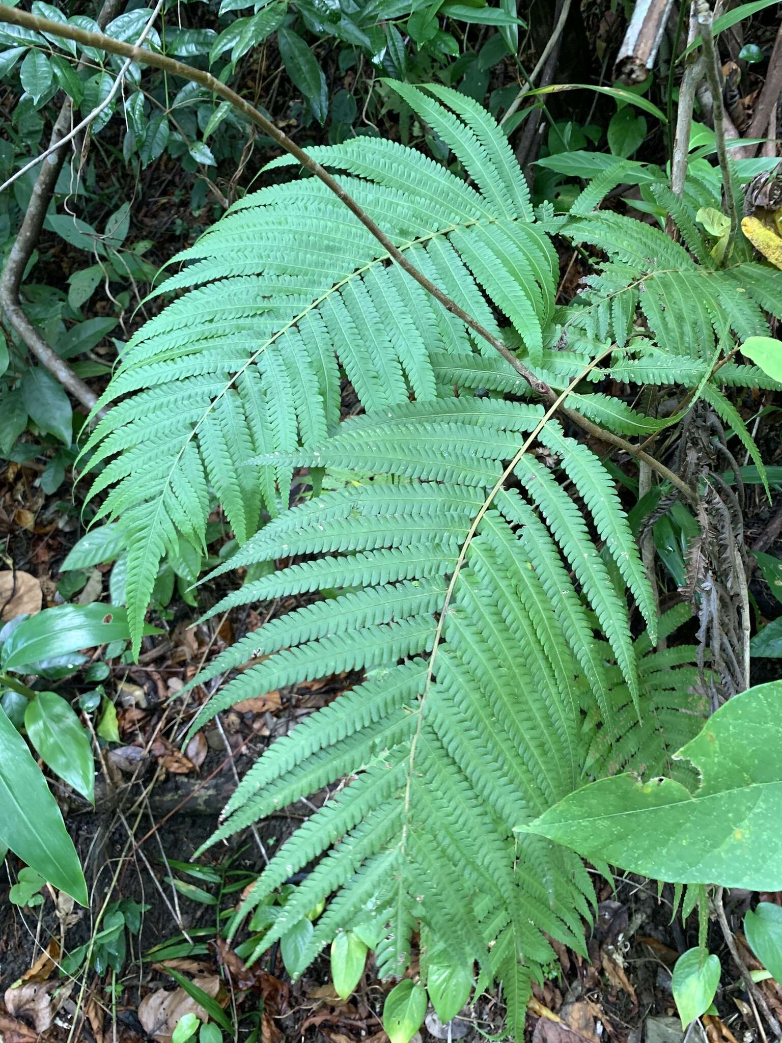 Image of Sphaerostephanos productus (Kaulf.) Holtt.