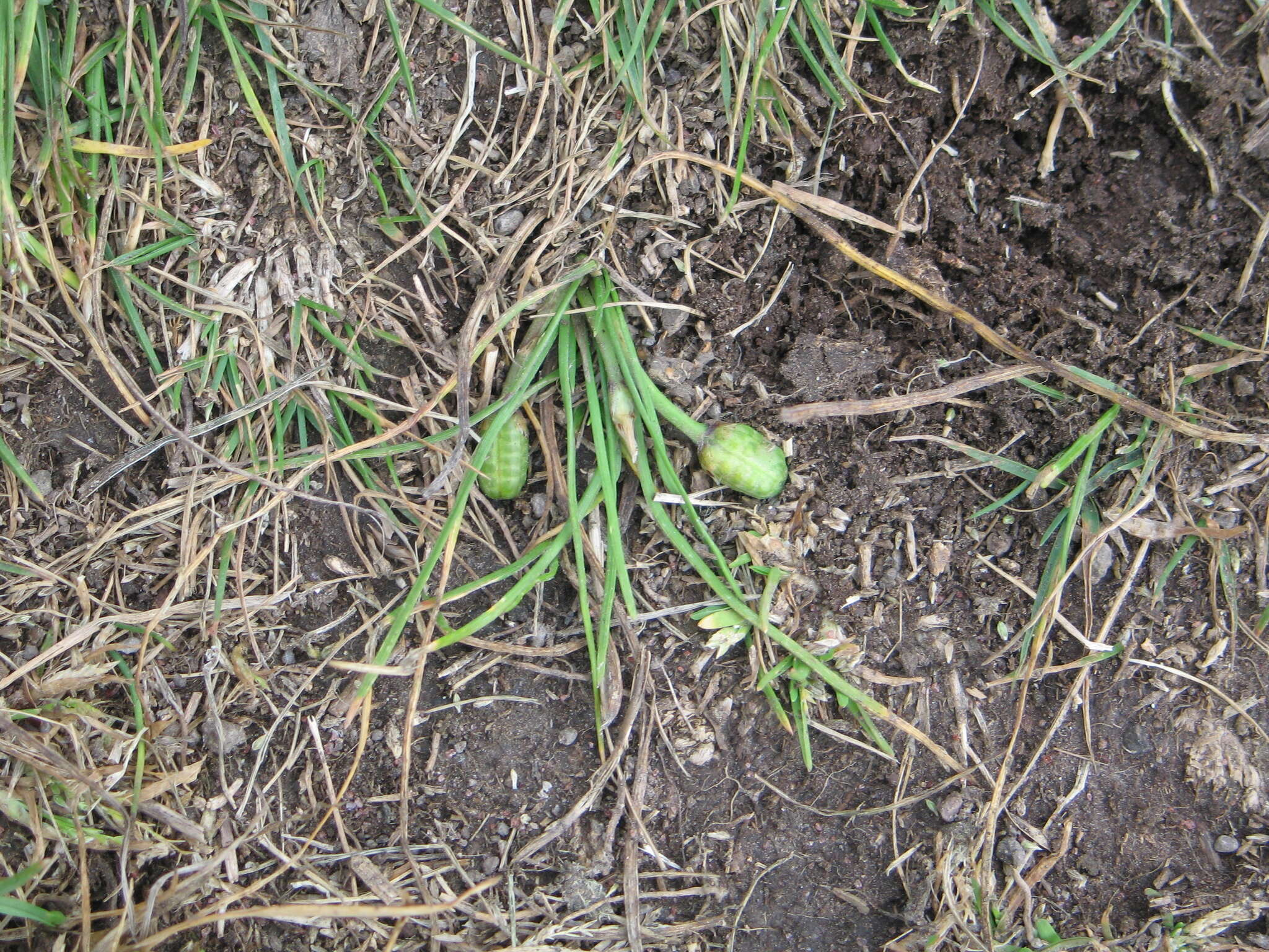 Image of Romulea minutiflora Klatt