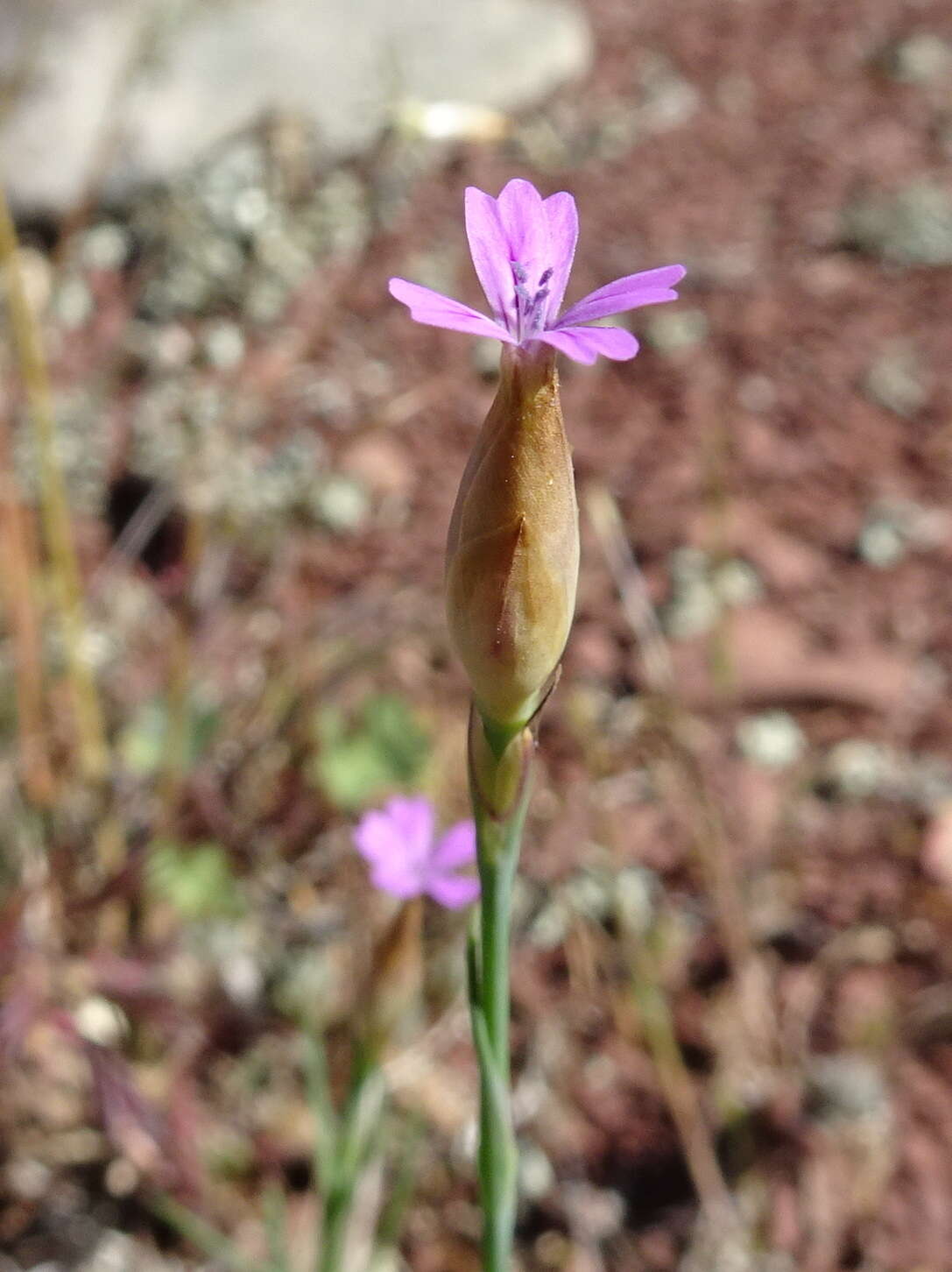 صورة Petrorhagia prolifera (L.) P. W. Ball & Heywood