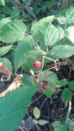 Image of grayleaf red raspberry