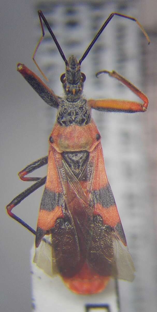 صورة Callistodema fasciata (Kolenati 1856)