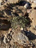 صورة Euphorbia tomentulosa S. Watson