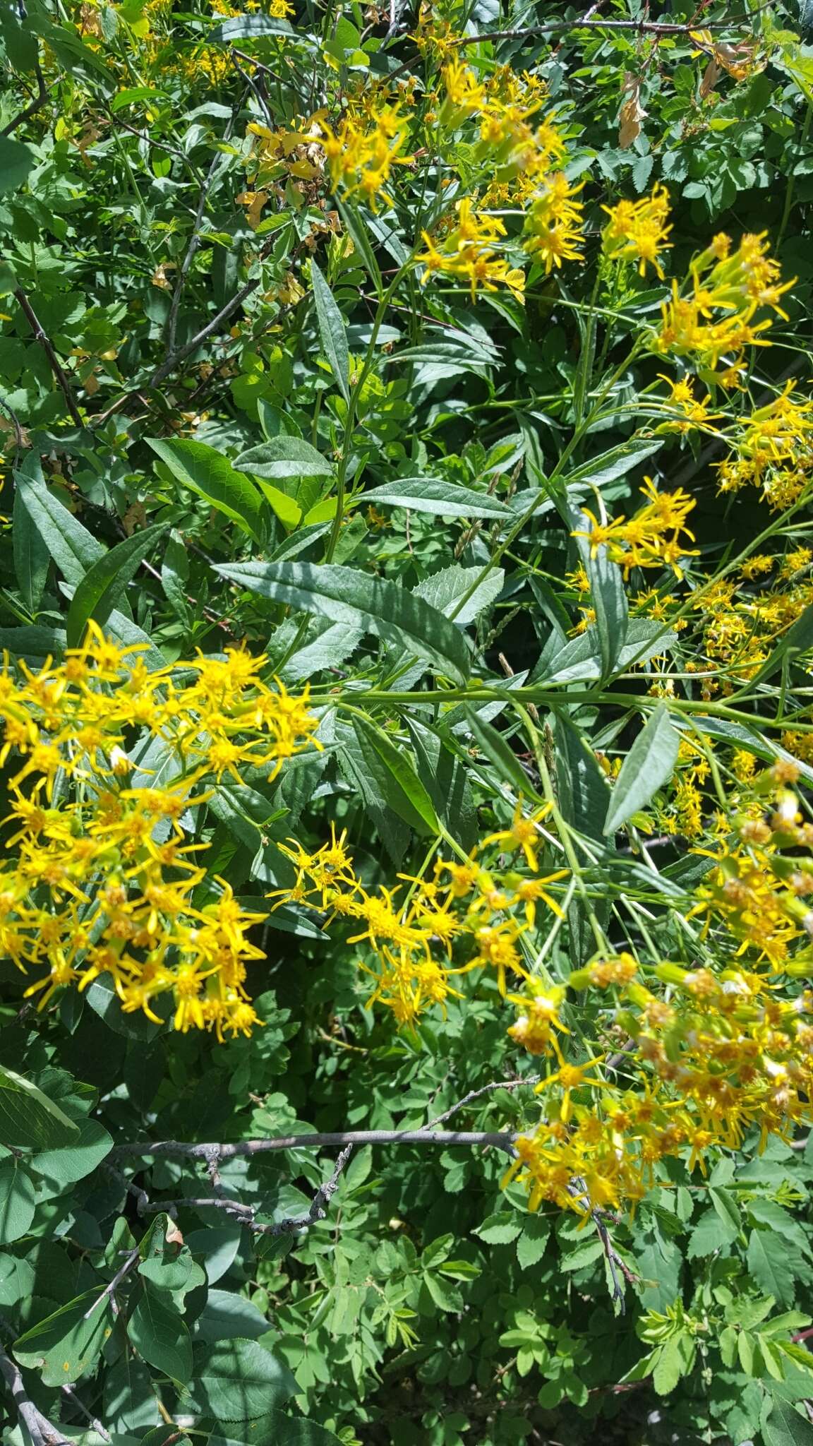 Image of tall ragwort