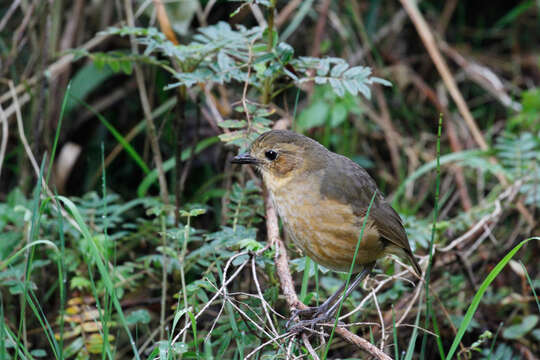 Image of Tawny Antpitta