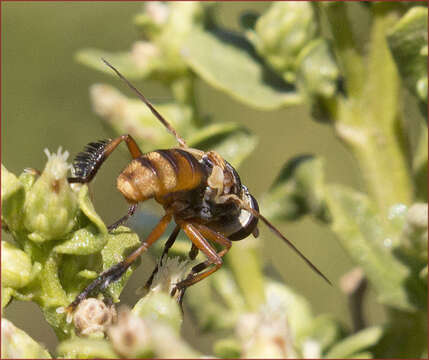 Image of Trichopoda subdivisa (Townsend 1908)