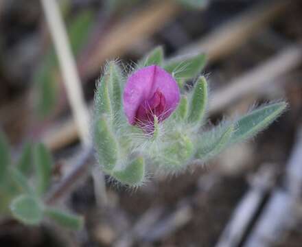 Plancia ëd Acmispon rubriflorus (Sharsm.) D. D. Sokoloff