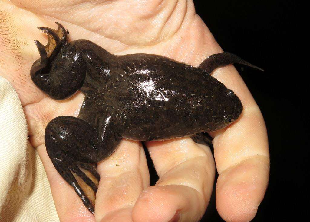 Image of African clawed frog