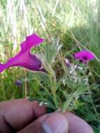 Image de Petunia integrifolia (Hook.) Schinz & Thellung