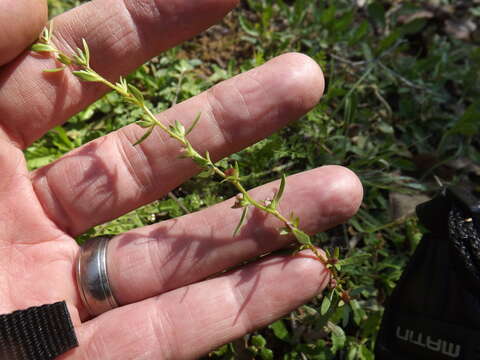 Image of american speedwell