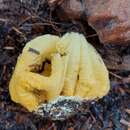 Image of Clathrus baumii Henn. 1903