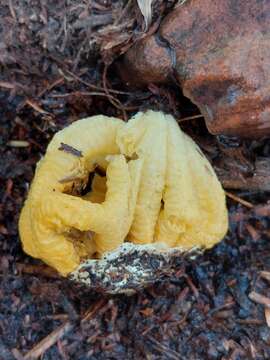 Image of Clathrus baumii Henn. 1903