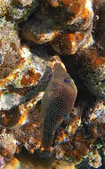 Image of Pufferfish