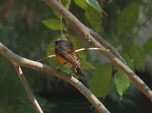 Image of Blue-fronted Redstart