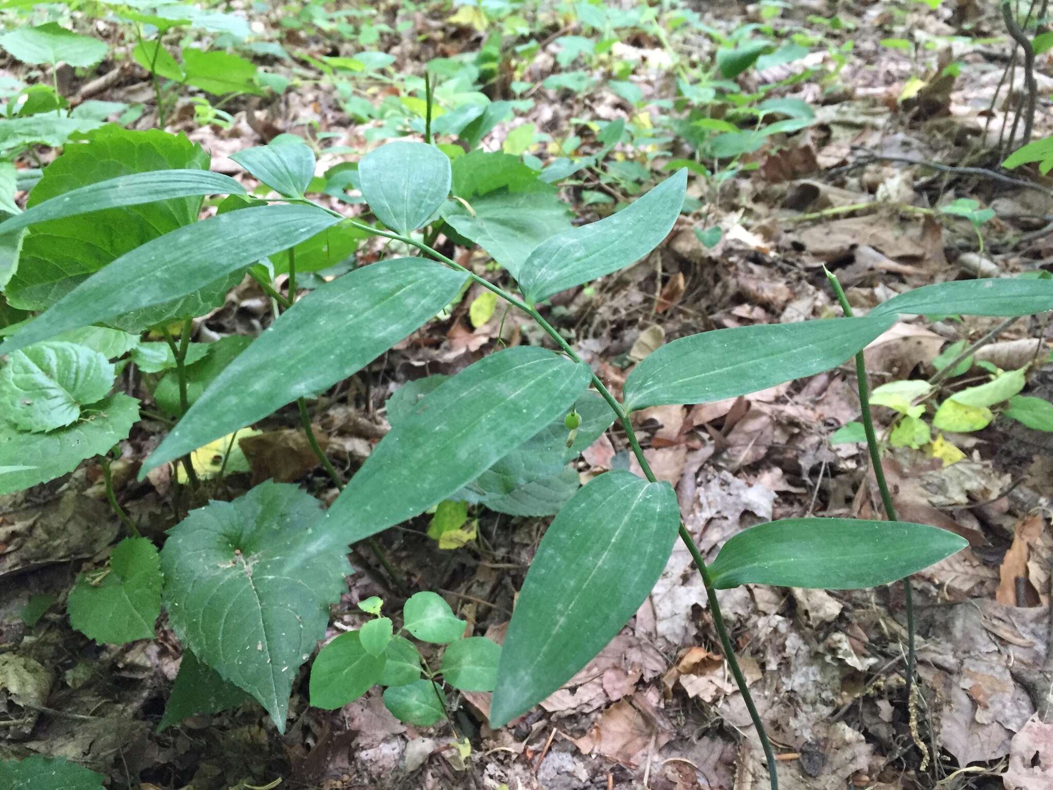 Image of Polygonatum biflorum var. biflorum