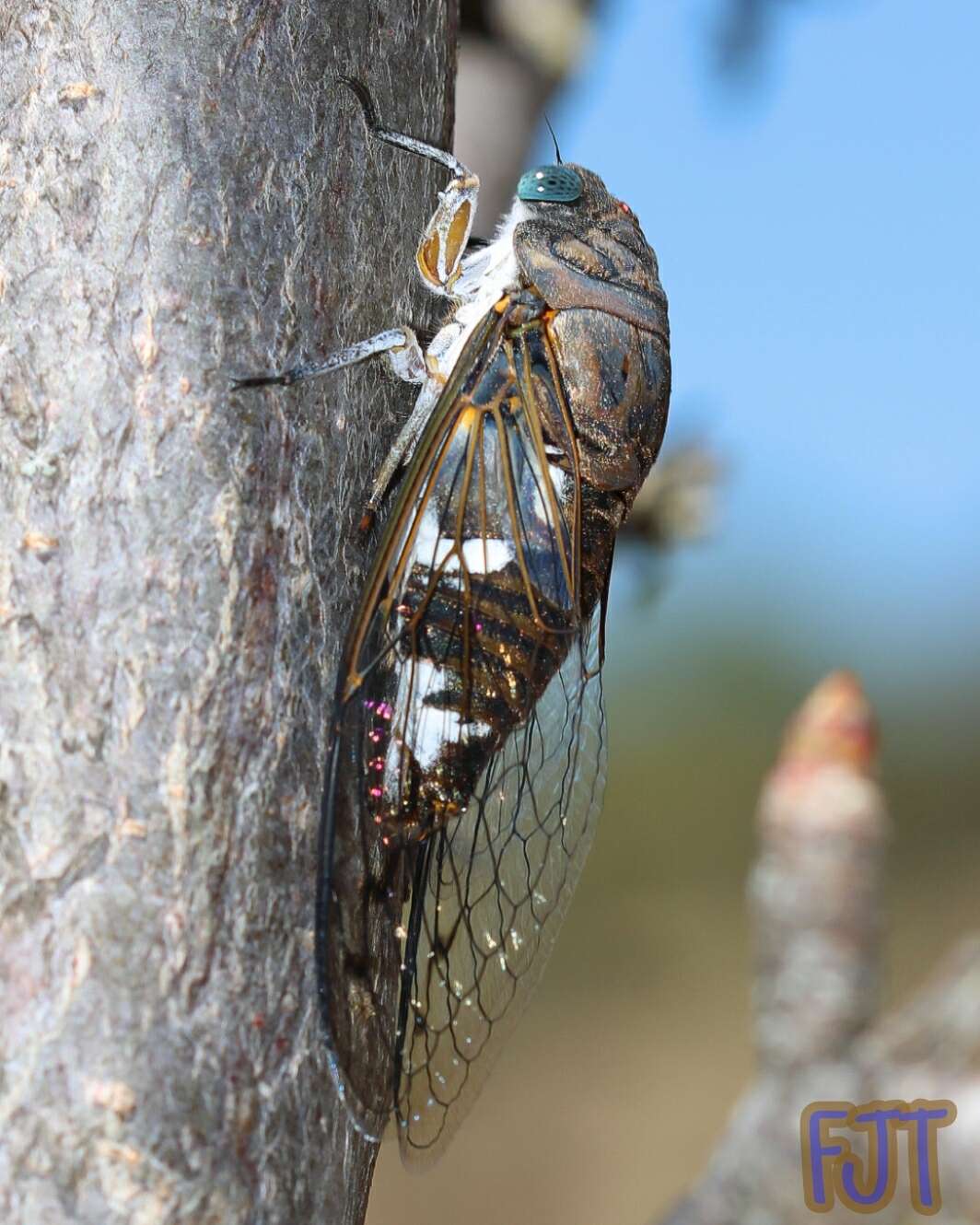 Image of Cornuplura curvispinosa (Davis & W. T. 1936)