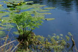 Image of European Waterhemlock