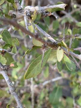 Слика од Gymnosporia maranguensis (Loes.) Loes.