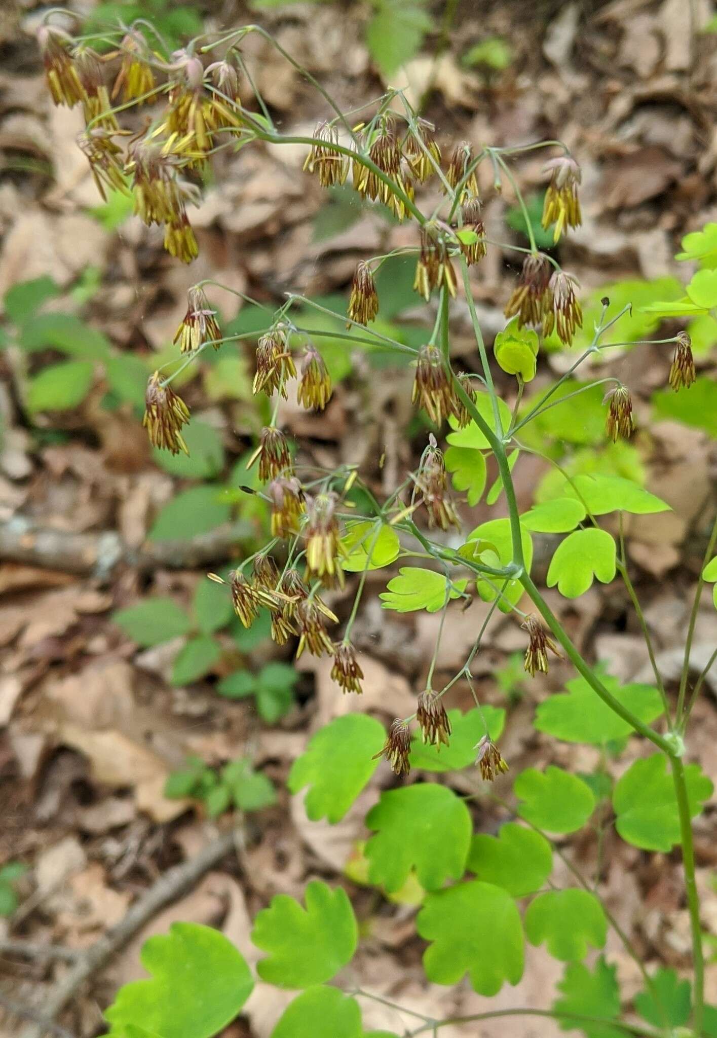 Plancia ëd Thalictrum coriaceum (Britt.) Small ex Small & Vail