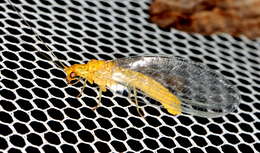 Image of Dictyochrysa
