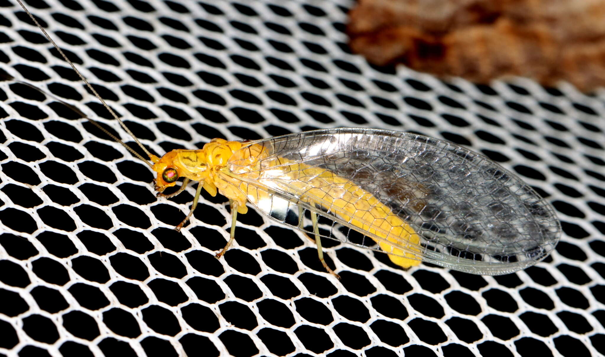 Image of Dictyochrysa