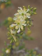 Image of Tetraena dumosa (Boiss.) Beier & Thulin