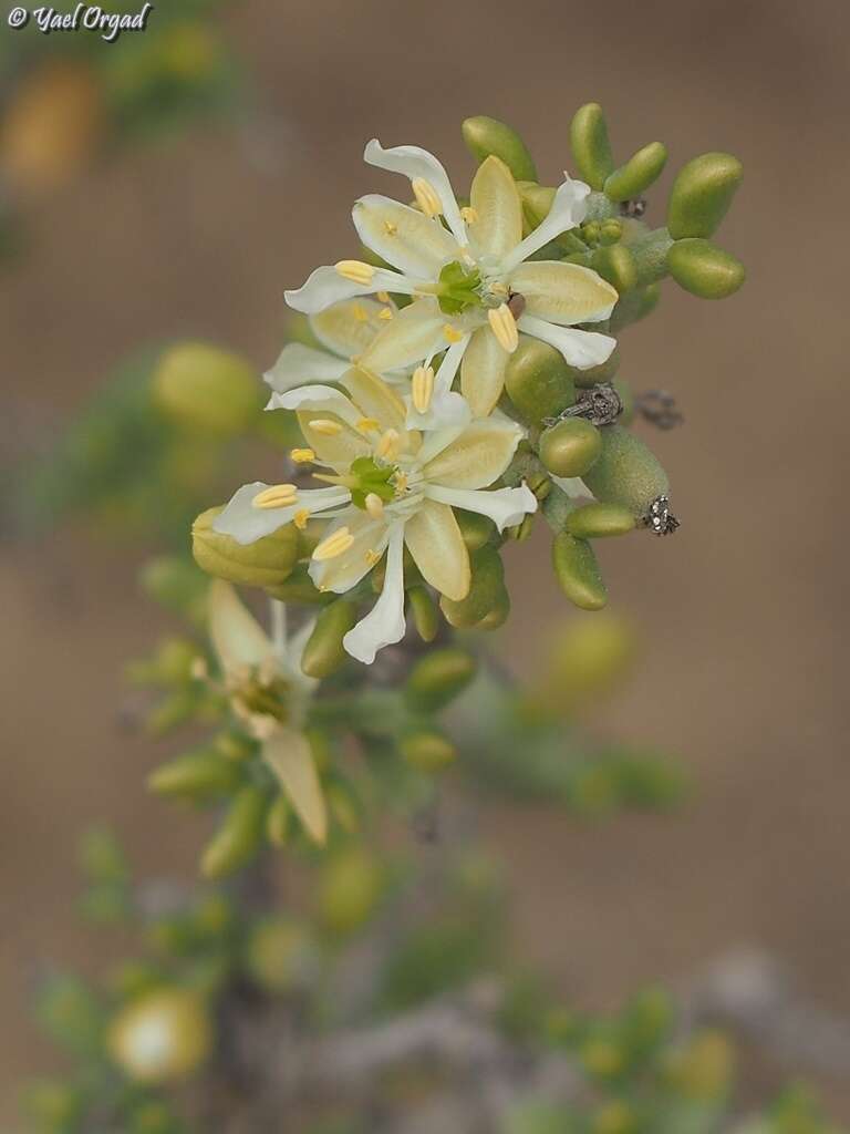 Image of Tetraena dumosa (Boiss.) Beier & Thulin