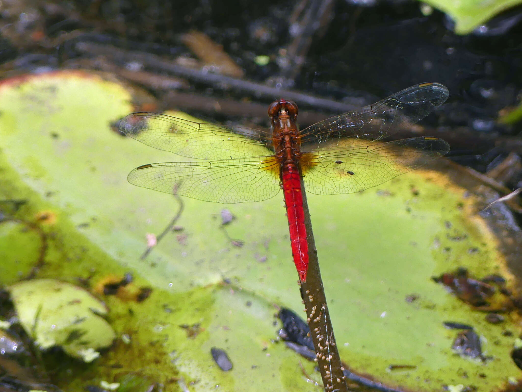 Imagem de Rhodothemis lieftincki Fraser 1954