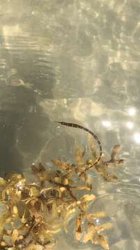 Image of Sargassum Pipefish