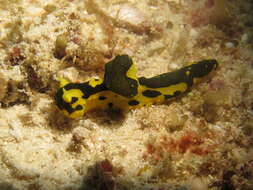 Image of Notodoris gardineri Eliot 1906