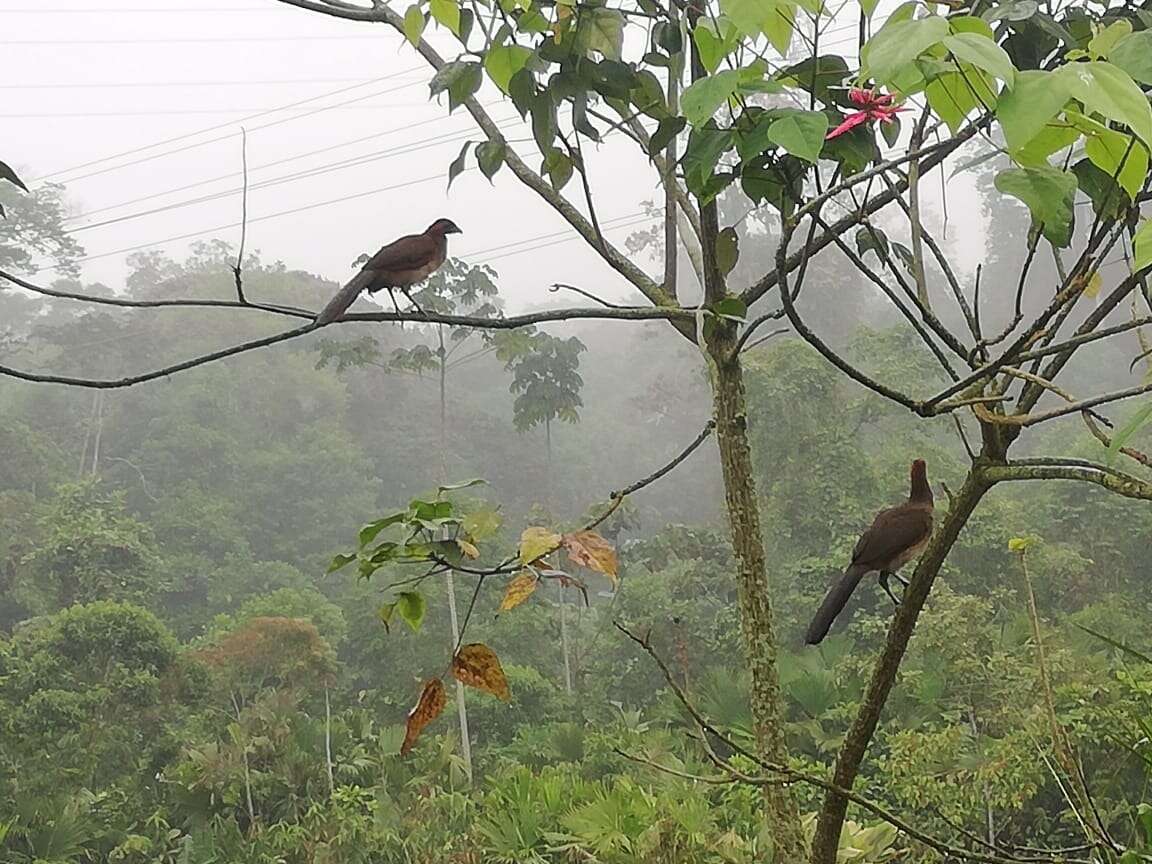 Image of Rufous-headed Chachalaca