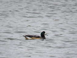 Image of Chiloe Wigeon