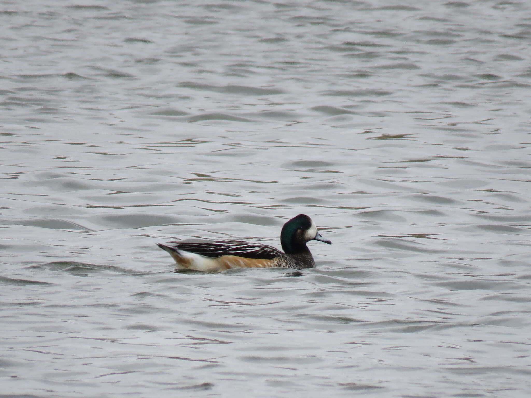 Image of Chiloe Wigeon