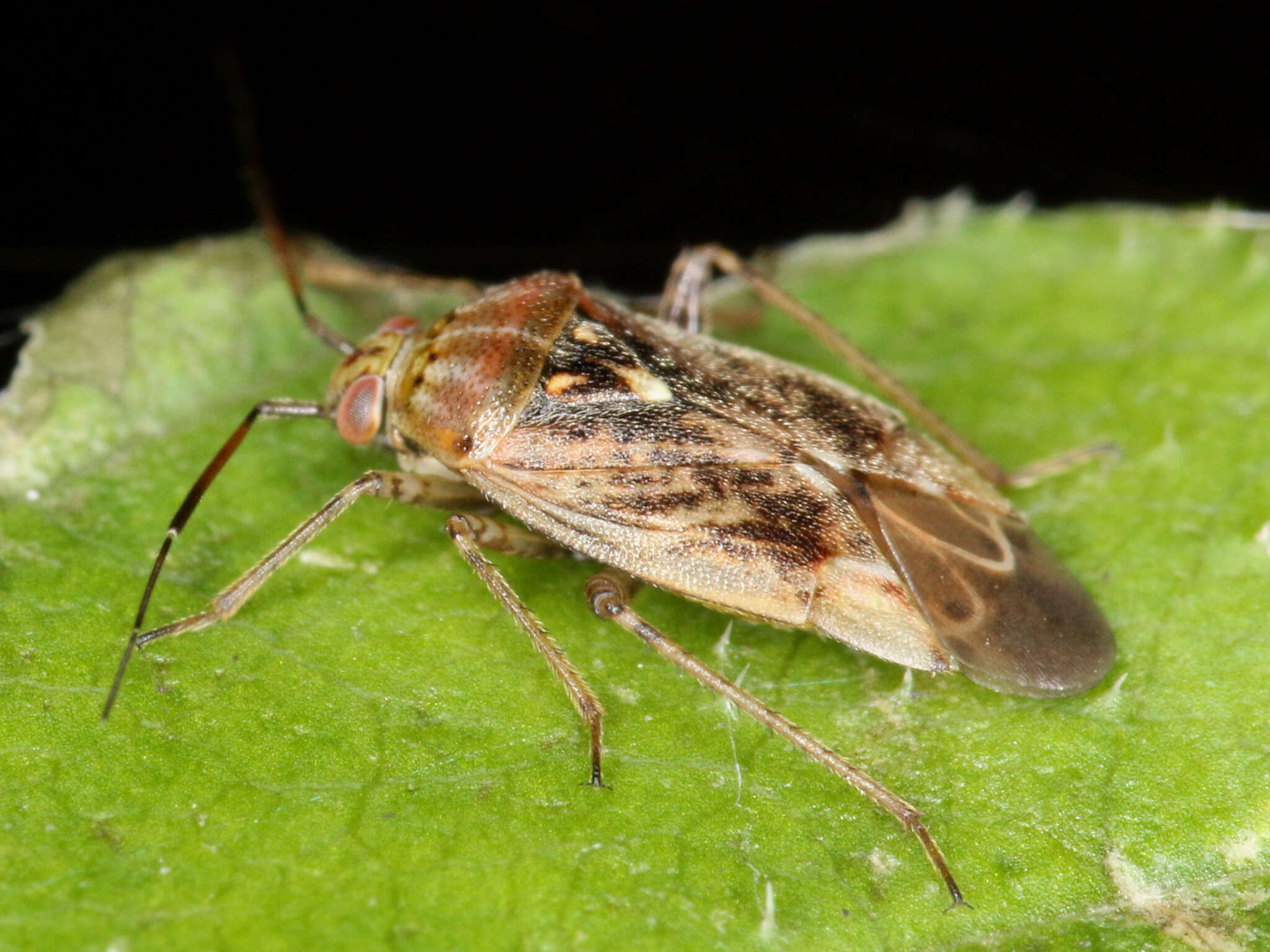 Image of Lygus rugulipennis Poppius 1911