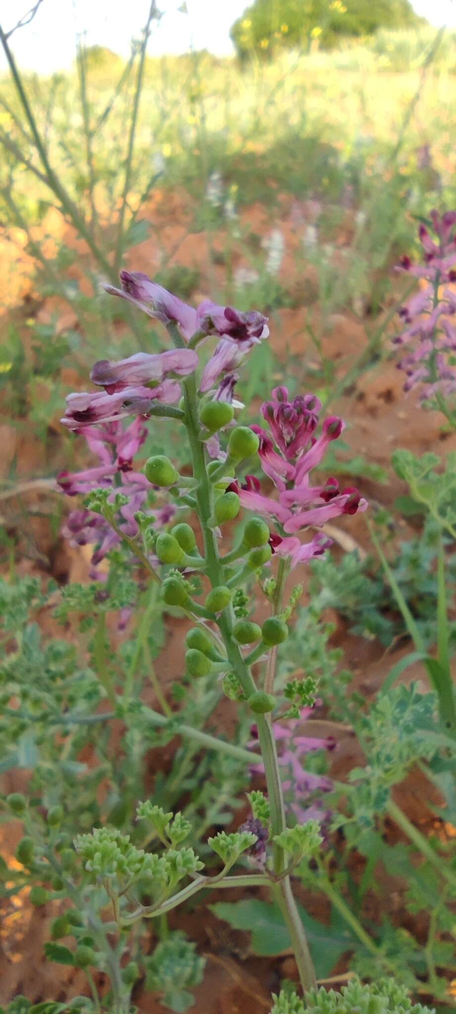 Image of drug fumitory