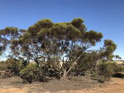 Image of <i>Eucalyptus dissimulata</i> subsp. <i>plauta</i>