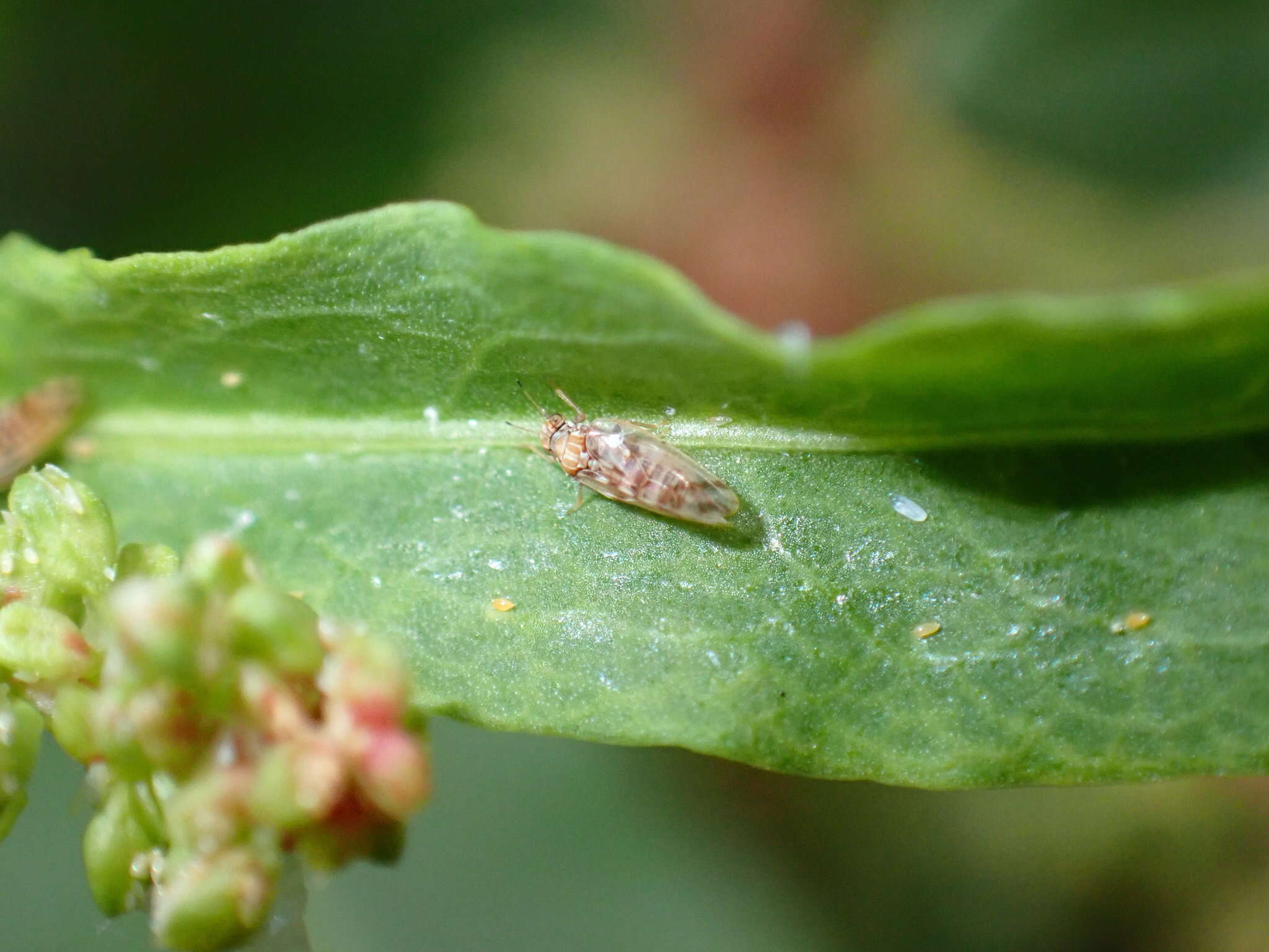 Image of Whitefly