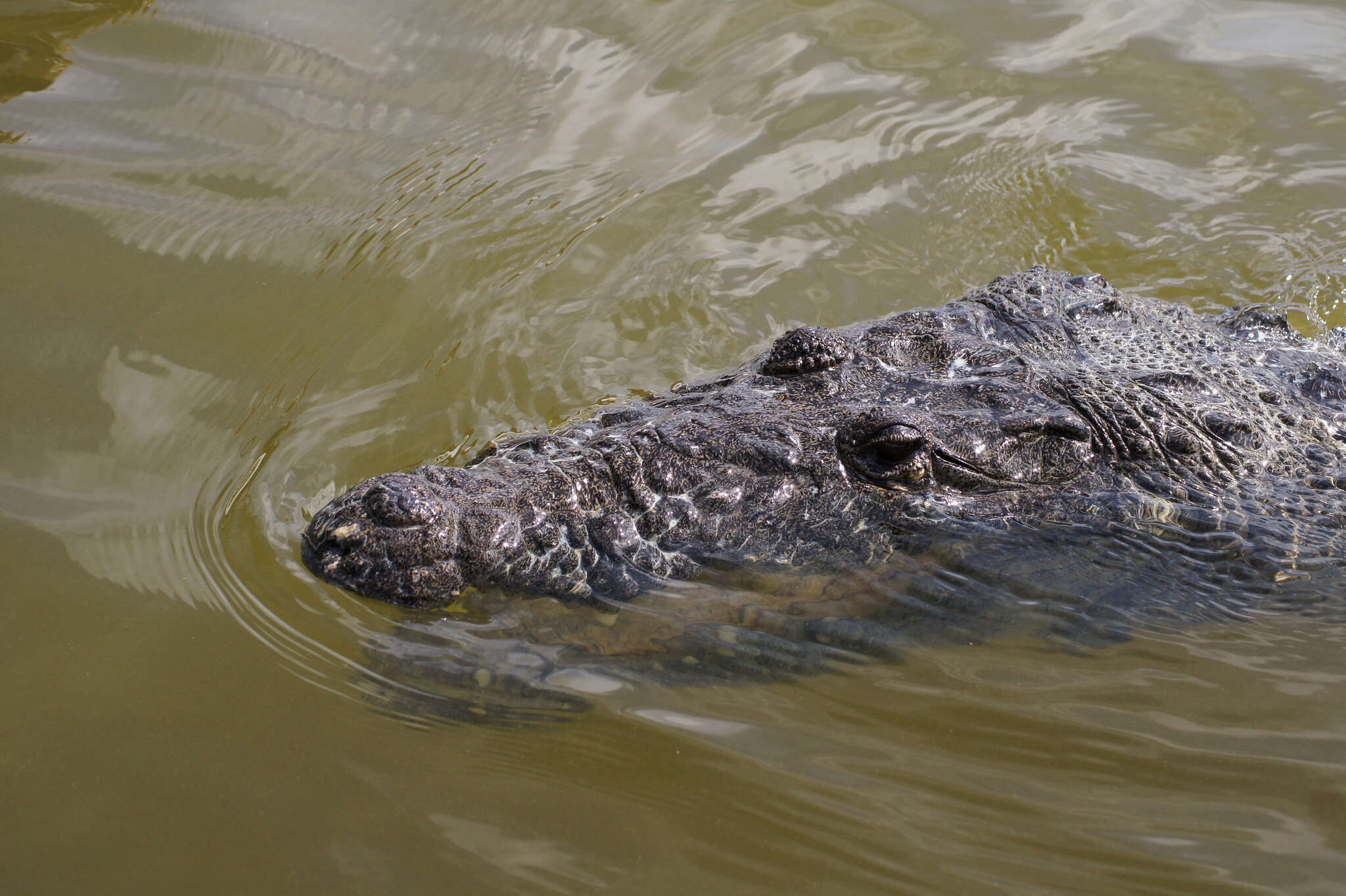 Image of Belize Crocodile