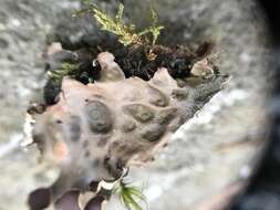 Image of Flat-fruited pelt;   Horizontal felt lichen