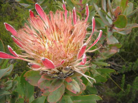 Image of Broad-leaved protea