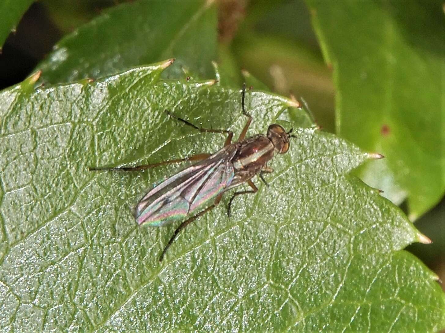 Image of Tetrachaetus bipunctatus Parent 1933