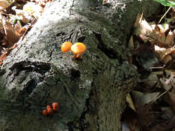 Image of Mycena leaiana (Berk.) Sacc. 1891