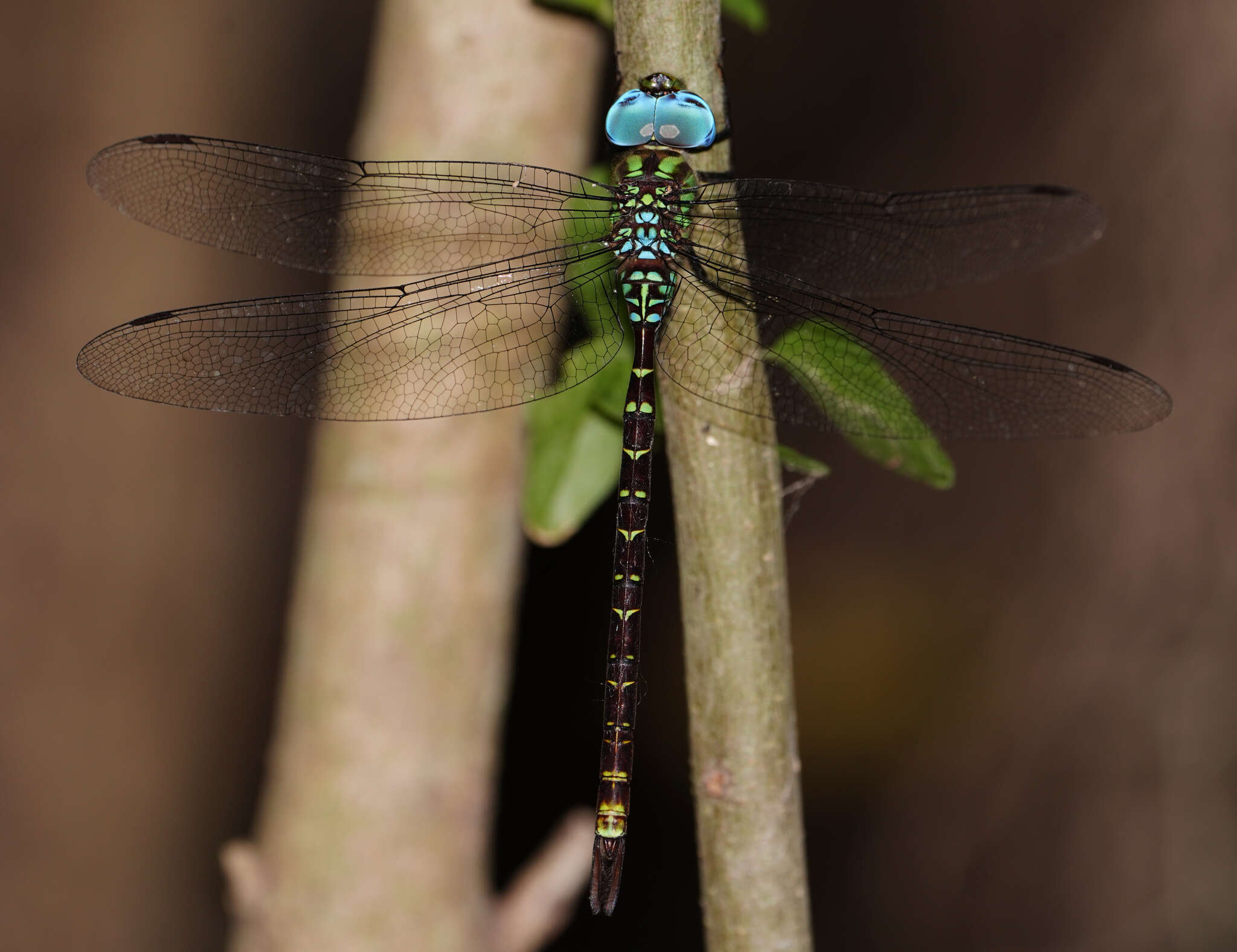 Image of Triacanthagyna caribbea Williamson 1923