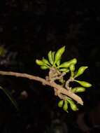 Xylopia sericophylla Standl. & L. O. Williams resmi