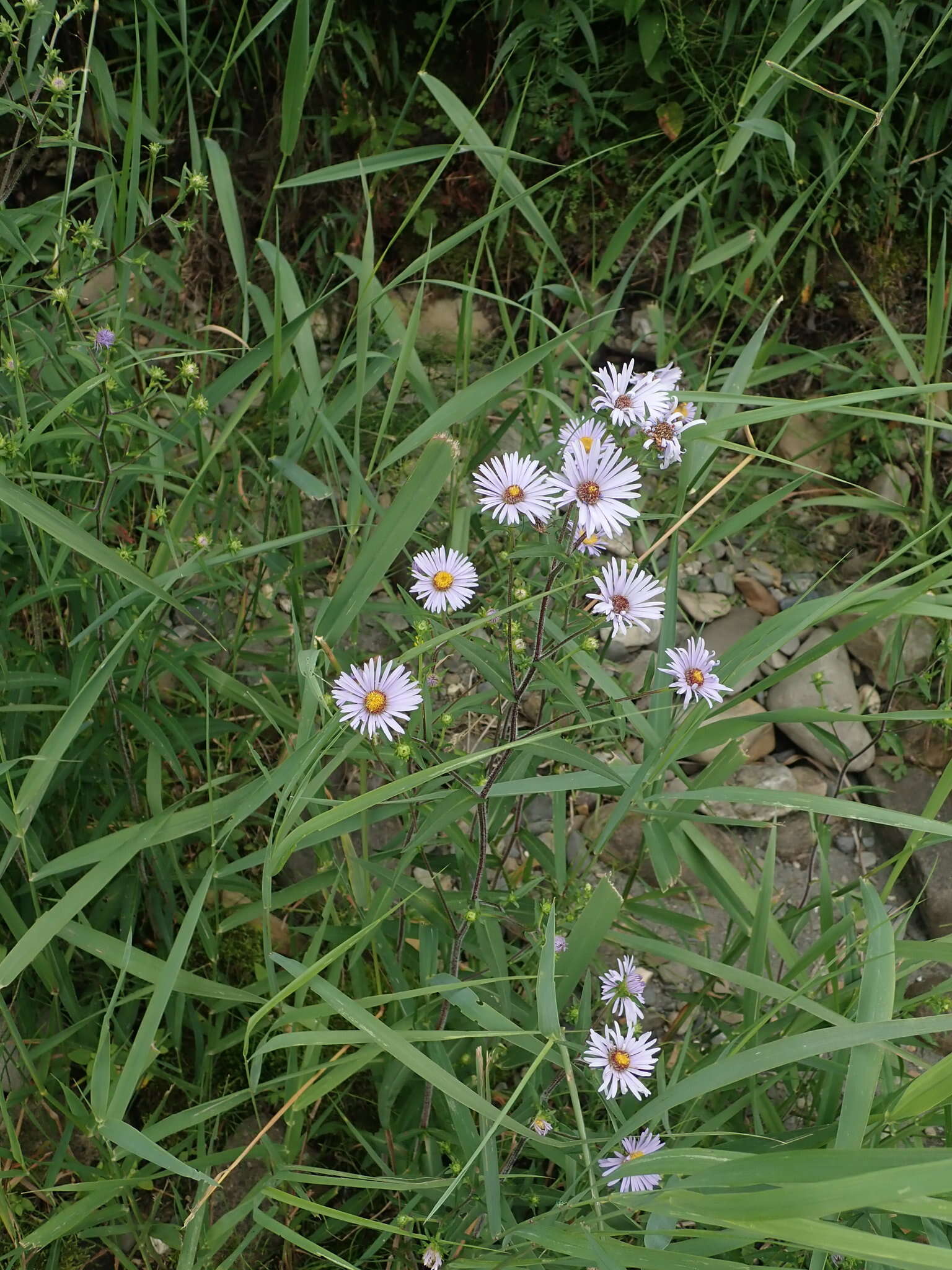 Image of hairy New York aster