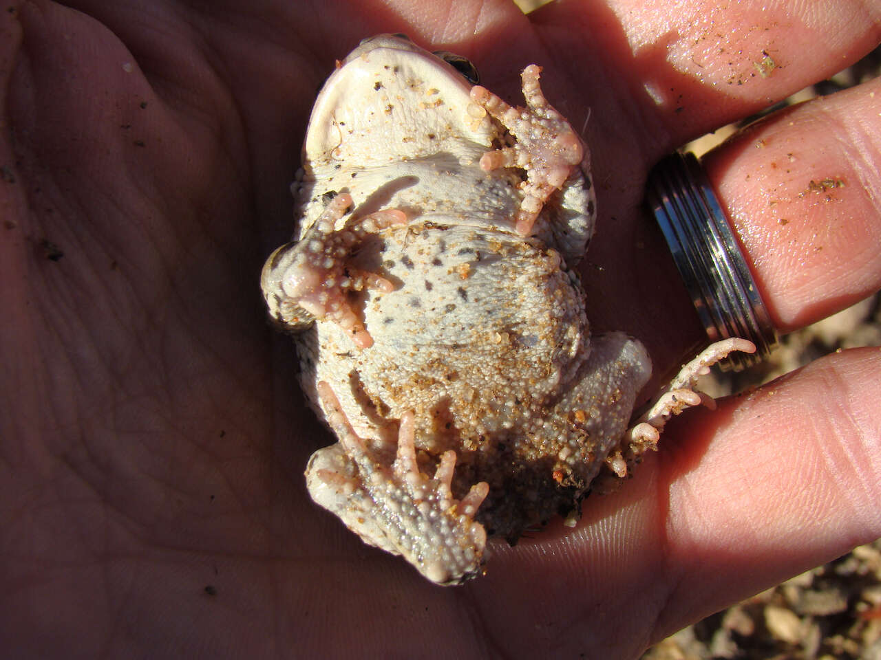 Image of Karoo Toad